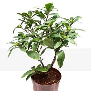 무늬천리향(중품) 서향 나무 천리향 꽃 향기 야생화 공기정화 식물 키우기 화분