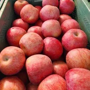국내산 상품 A급 사과 5kg내외 대과 21-26과