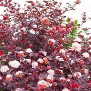 국수나무-레이디인레드-조경수 묘목 /18cm포트묘 HK617