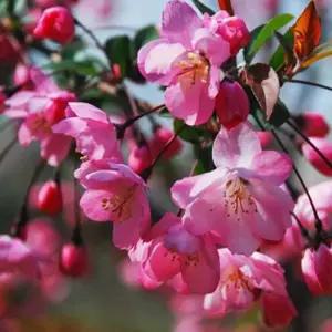 수사해당화 서부해당화 묘목  분홍겹꽃 봄꽃나무 접목1년 두개묶음  DR526