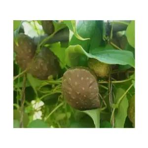 (성실)열매마(하늘마) 종자 1kg