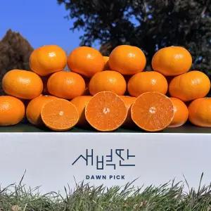 고당도 가정용 천혜향 10kg 중대과