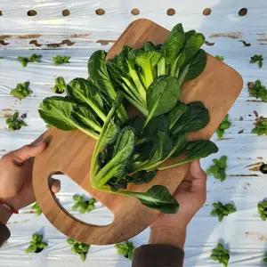 쉐프의정원 농장에서 바로 그린비타민 다채 2kg