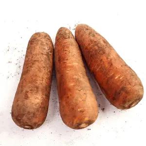 더맛상 국내산 제주 구좌 햇당근 흙당근 주스용 특상 10kg 1박스