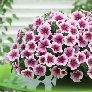 어린모종 페츄니아 오페라슈프림 라즈베리아이스 8cm분