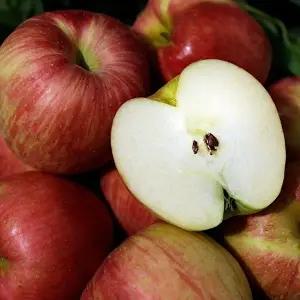 [셀러허브 식품]청송 부사 사과 10kg 32-38과 중대과 정품 청송 꿀사과 햇사과 청송사과 햇부사 사과  (46