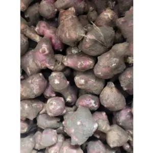 26년수확 국산 햇 돼지감자 토종 자색 생돼지감자 종자용 3kg