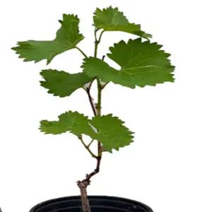 거봉 포도묘목 화분 1그루 cs263