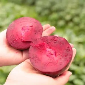 제주 햇 레드비트 정품위 생비트 10kg