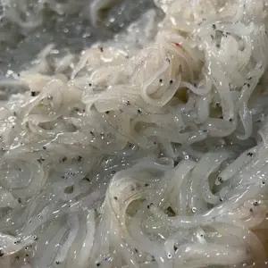 제철 생물 실치 600g 실치회 횟감