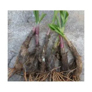 (성실)산마늘모종 5년생종근 20촉 명이나물