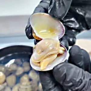 [밋앤밀] 당일채취 국내산 고흥 참바지락 (껍질바지락) 2kg