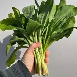 강원도 대 명이 나물 3kg 강원도 생 명이 나물 강원도 산마늘 명이나물 줄기