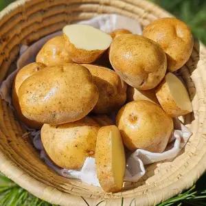 포근포근 햇 수미 감자 10kg 40-60개 왕 20 26년 햇감자 경남 강원도 수미 감자