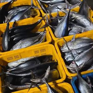 국내산 횟감용 급냉 참다랑어 1미 2.5~4kg급