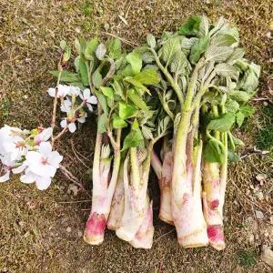 국내산 남해 땅두릅 봄나물 제철 특품 1kg 2kg