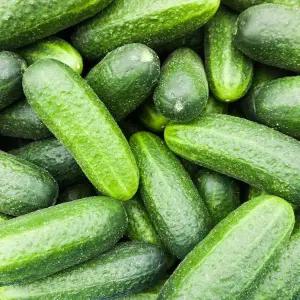 갤러리아 경북 스낵처럼 즐기는 아삭 오이 미니오이 500g(10개내외)