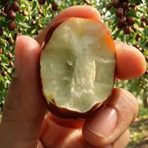 복조 대추나무 토종 대추 묘목 3년생 결실주