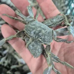 순천 별량 칠게 1kg