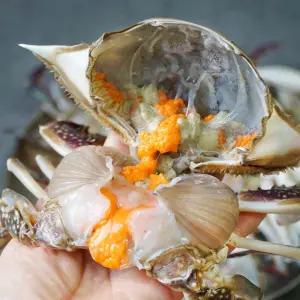 국내산 생물 암꽃게 1kg (4-6미)/빙장포장