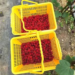 국내산 산딸기 생과 제철 신선 산딸기 250g 4팩