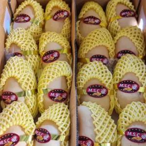 프리미엄 항공입고 태국 남독마이 골드망고 5kg