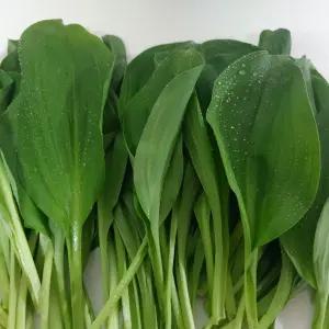 강원도 생명이나물 산마늘 잎 봄 명이 나물 산채 생잎 1kg