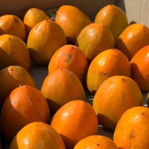 대봉감 대과 10kg 26-35과