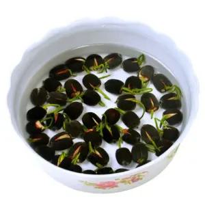 연꽃 씨앗 수련 식물 관상용 수경 재배 미니 연꽃 연못 수련꽃 연씨 키우기 100알