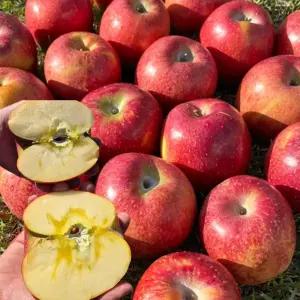 거창 껍질까지 다먹는 꿀넣은 햇 부사 사과 5KG 대과