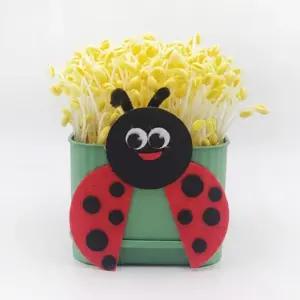 트렌드 인기제품 키트 사각시루 콩나물 키우기