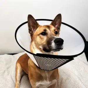 강아지 반투명 넥카라 3호 강아지넥카라 깔대기