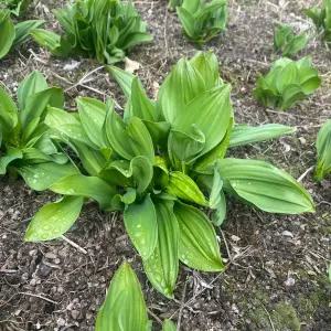 강원도 평창 명이나물 대명이 산마늘 1kg 2kg