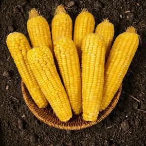 고당도 달콤한 찰옥수수 아삭하고 쫀득한 생옥수수 10개 20개 대용량