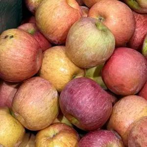 쥬스용 흠집 사과 5kg(사이즈랜덤)