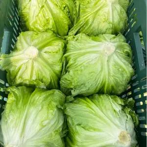 국내산 양상추 6통 벌크 손질포장 깐양상추 샐러드 쌈채소 식자재 1박스