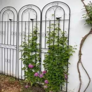 장미 아치 스탠드 정원 넝쿨 울타리 지지대 식물 철제