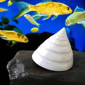 구피 베타 어항 꾸미기 바닥재 수족관 소라 장식 용품 소라장식 소라껍데기