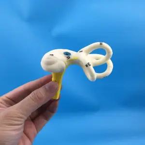 세반고리관 귀세관 인체구조 교육보조도구 달팽이관 모형