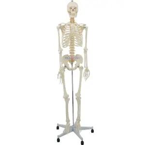 전신 뼈모형 해골 교육용 인체모형 근육표시 스탠드