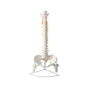 척추 모형 뼈 병원 의대 교육 요추 해부학 신경 인체 과학실 간호사 실습