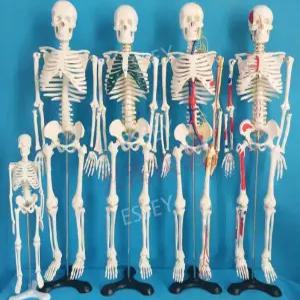 뼈모형 해골 인체 전신 골격 척추 교구 받침대 해부학 인대 브라켓