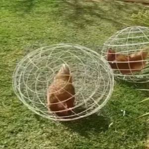 방목 닭 케이지 원형 도망방지 1마리 소형동물 야외닭장