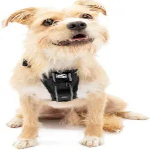 쿠르고 개 하네스 반려동물 보행 소형 블랙 훈련용 풀 전면 클립 기능 포함 자동차 안전벨트 트루핏 퀵
