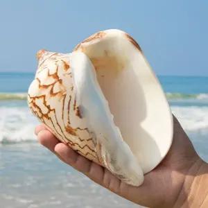 장식용 소라껍질 나팔고둥 가능 대형 고동 바닷소리 껍질 어항 껍데기 대형