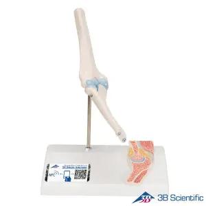 [종로의료기]3B Scientific 인체모형 골격모형 A87/1 미니 팔꿈치관절 Mini Elbow Joint Model