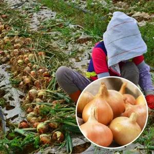 햇 양파 알싸한 양파 중소10 kg