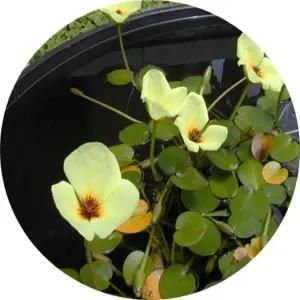 워터코인/물양귀비/물아카시아/물칸나/창포/수생식물