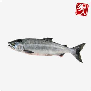 다인 노르웨이 생연어 원물6~7kg 한마리 통 연어회 직수입 납품