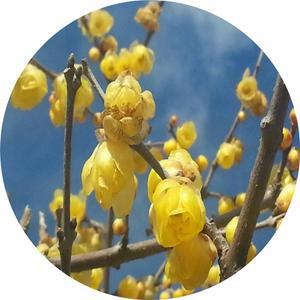 황금매화/납매/일본매화/chimonanthus/3년포트묘/묘목/꽃나무/대량주문내고